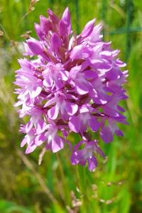 Orchis pyramidal