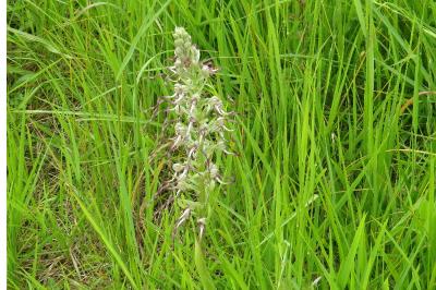 Orchis bouc