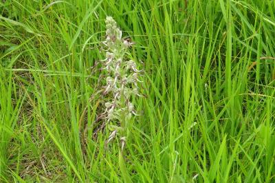 Orchis bouc