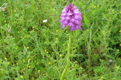 Orchis pyramidal