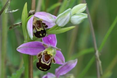 Ophrys abeille