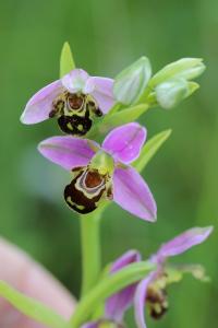 Ophrys abeille