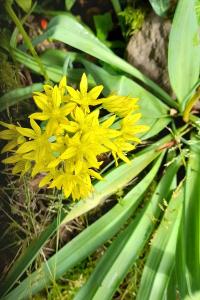 Tulipe de Gaule