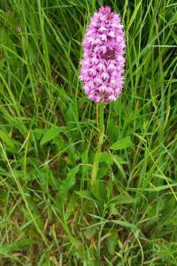 Orchis pyramidal