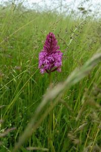 Orchis pyramidal