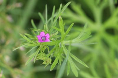 Geranium dissectum