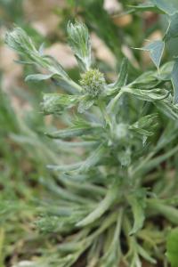 Immortelle d'Allemagne