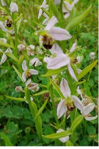 Ophrys bourdon