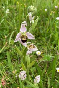 Ophrys abeille