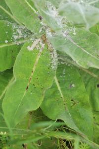 Molène pulvérulente