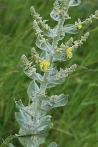 Verbascum pulverulentum