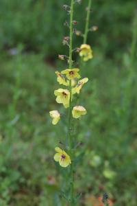 Verbascum blattaria