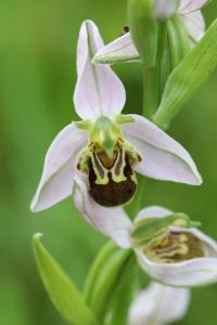 Ophrys abeille