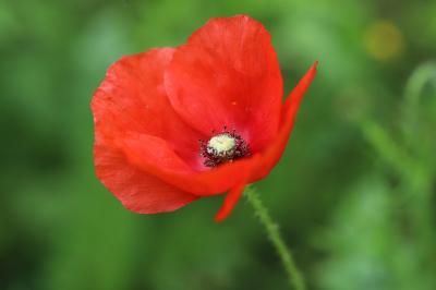 Coquelicot
