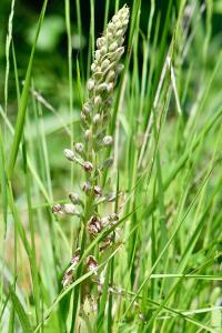 Orchis bouc