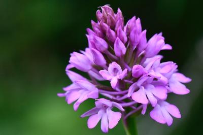 Orchis pyramidal