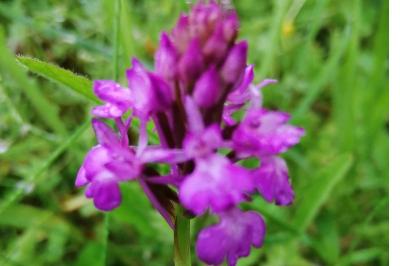 Orchis pyramidal