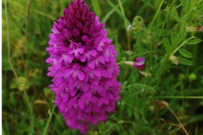 Orchis pyramidal