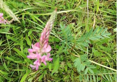 Sainfoin