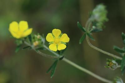 Potentille négligée