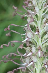 Orchis bouc