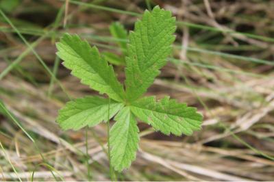 Potentille rampante