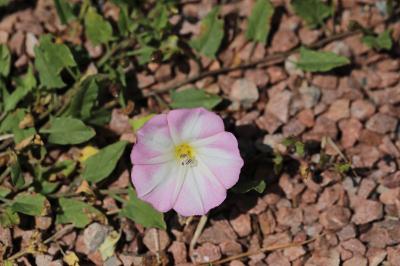 Convolvulus arvensis