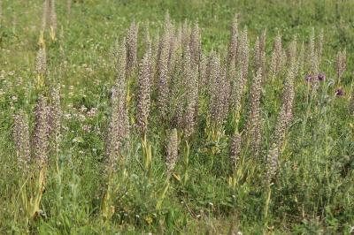 Orchis bouc