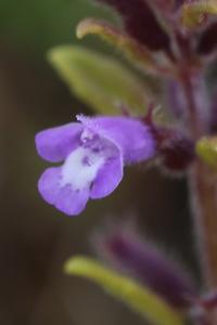 <i>Ziziphora acinos</i>