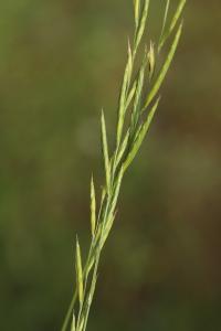 Brachypodium pinnatum