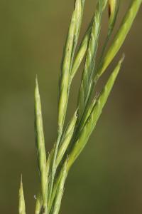 Brachypodium pinnatum