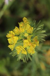 Euphorbe petit-cyprès