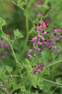 Fumeterre officinale