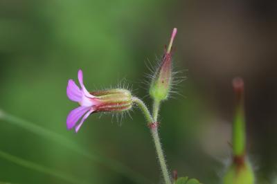 Géranium pourpre