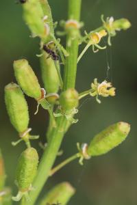 Réséda jaune