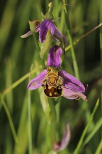 Ophrys abeille