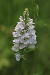 Orchis tacheté
