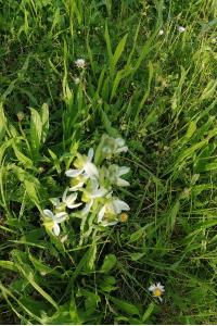 Ophrys abeille