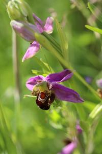 Ophrys abeille