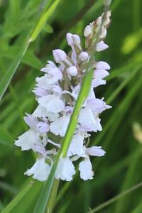 Orchis tacheté