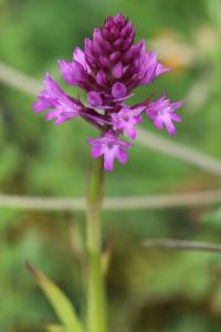 Orchis pyramidal