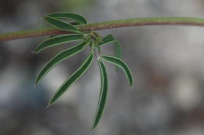 Anthyllis vulneraria