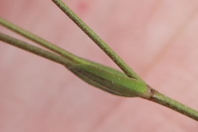 Linum catharticum