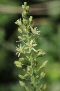 Ornithogale des Pyrénées