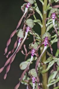 Orchis bouc