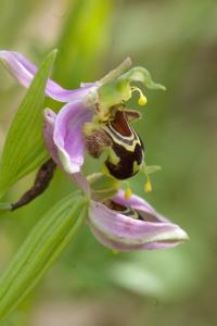 Ophrys abeille