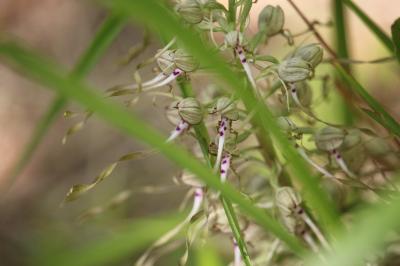 Orchis bouc