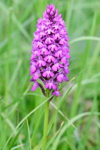 Orchis pyramidal