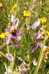 Ophrys abeille