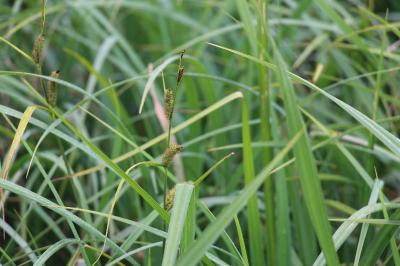 <i>Carex</i>